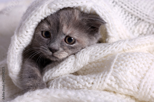 Cute fluffy kitten in white knitted blanket © New Africa