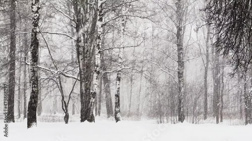 Wallpaper Mural Heavy snowfall in a wild park, large flakes of snow are slowly falling, people are walking in the distance, snow lies on the still unmatched leaves of trees, snow storm, blizzard, nobody Torontodigital.ca