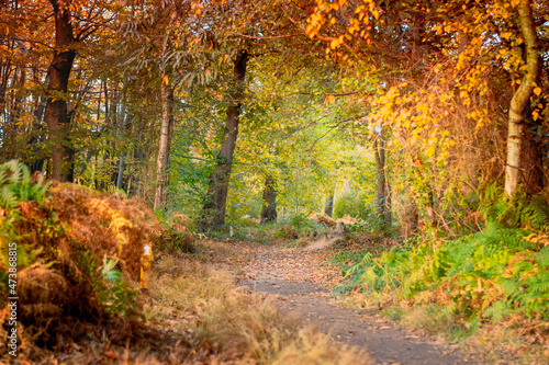 Beautiful and colourful autumn forest with a pathway.