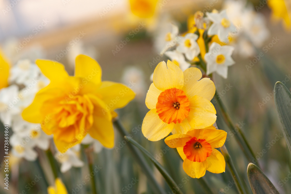 daffodils in spring daffodils in spring