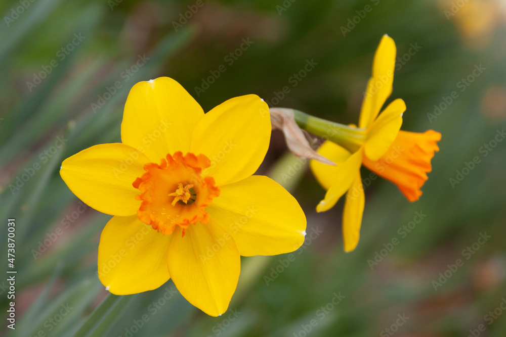 daffodils in spring daffodils in spring