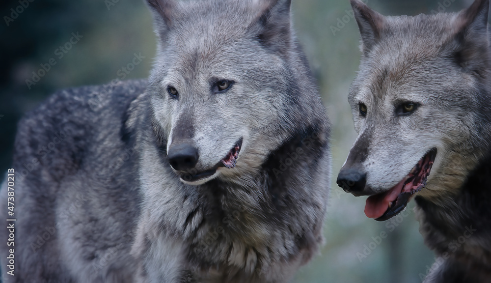 A pair of European greay wolves closeup image.