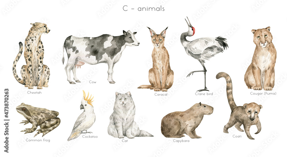Watercolor wild animals letter C. Cheetah, cow, caracal, crane bird, cougar, common frog, cockatoo, cat, capybara, coati. Zoo alphabet. Wildlife animals. Educational cards with animals. 