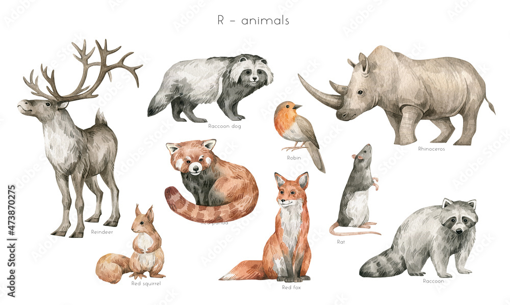 Fototapeta premium Watercolor wild animals letter R. Reindeer, raccoon dog, rhinoceros, red panda, robin bird, red fox, red squirrel, rat, raccoon. Zoo alphabet. Wildlife animals. Educational cards with animals. 