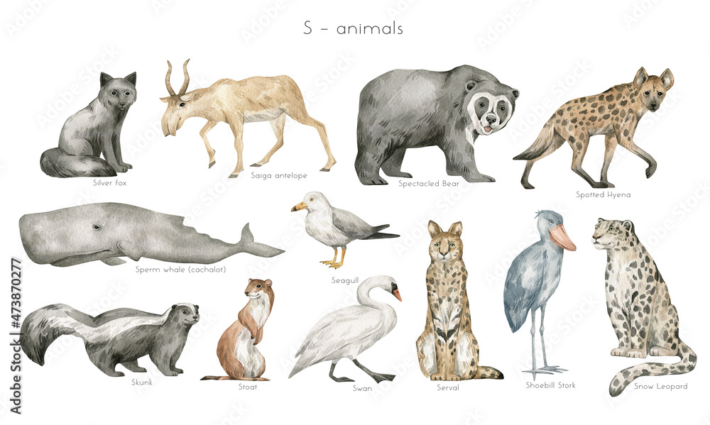 Watercolor wild animals letter S. Silver fox, saiga, spectacled bear, spotted hyena, sperm whale, seagull, skunk, stoat, swan, serval, shoebill stork, snow leopard. Zoo alphabet. Wildlife animals. Watercolor wild animals letter S. Silver fox, saiga, spectacled bear, spotted hyena, sperm whale, seagull, skunk, stoat, swan, serval, shoebill stork, snow leopard. Zoo alphabet. Wildlife animals.