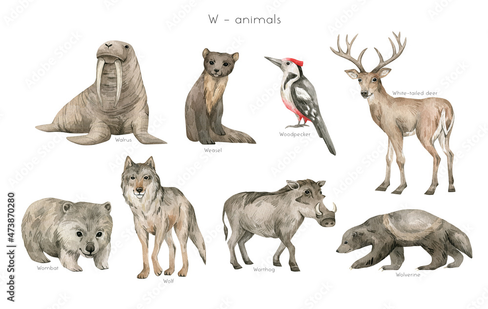 Fototapeta premium Watercolor wild animals letter W. Walrus, weasel, woodpecker, white-tail deer, wombat, wolf, warthog, wolverine. Zoo alphabet. Wildlife animals. Educational cards with animals.