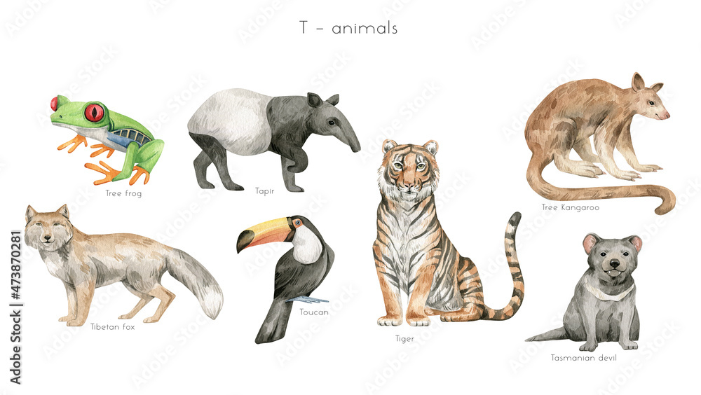 Fototapeta premium Watercolor wild animals letter T. Tiger, tree frog, tree kangaroo, tapir, Tibetian fox, toucan, the Tasmanian devil. Zoo alphabet. Wildlife animals. Educational cards with animals. 