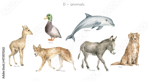 Watercolor wild animals letter D. Dik-dik, duck, dingo dog, dolphin, donkey, dog. Zoo alphabet. Wildlife animals. Educational cards with animals. 