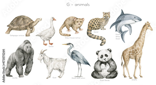 Watercolor wild animals letter G. Galapagos tortoise, goose, grey mouse lemur, genet, gorilla, goat, giant panda, giraffe. Zoo alphabet. Wildlife animals. Educational cards with animals. 