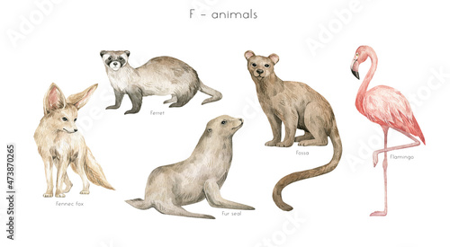 Watercolor wild animals letter F. Ferret, fennec fox, fur seal, fossa, flamingo. Zoo alphabet. Wildlife animals. Educational cards with animals. 