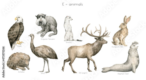 Watercolor wild animals letter E. Eagle, emperor tamarin, ermine, emu, echidna, elk, European hare, elephant seal. Zoo alphabet. Wildlife animals. Educational cards with animals. 