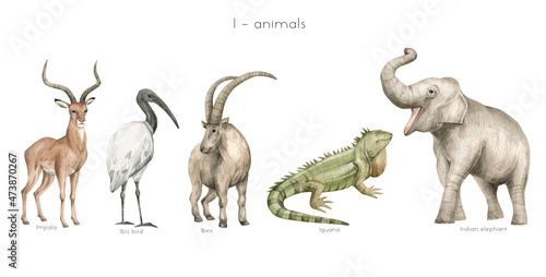 Watercolor wild animals letter I. Impala, ibis bird, ibex, iguana, Indian elephant. Zoo alphabet. Wildlife animals. Educational cards with animals. 