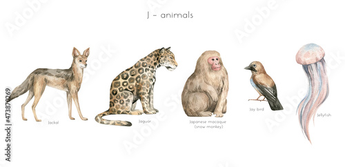 Watercolor wild animals letter J. Jackal, jaguar, Japanize macaque, jay bird, jellyfish. Zoo alphabet. Wildlife animals. Educational cards with animals.  photo