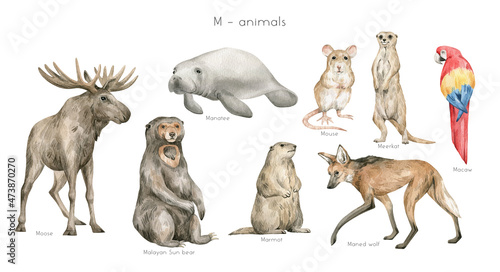 Watercolor wild animals letter M. Moose, manatee, Malaysian Sun bear, mouse, meerkat, macaw, maned wolf, marmot. Zoo alphabet. Wildlife animals. Educational cards with animals. 