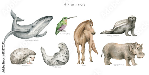Watercolor wild animals letter H. Humpback whale, hummingbird, horse, honey badger, hedgehog, harbor seal, hippopotamus. Zoo alphabet. Wildlife animals. Educational cards with animals.  photo