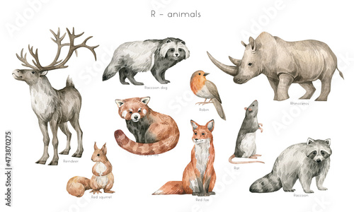 Watercolor wild animals letter R. Reindeer, raccoon dog, rhinoceros, red panda, robin bird, red fox, red squirrel, rat, raccoon. Zoo alphabet. Wildlife animals. Educational cards with animals. 