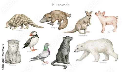 Watercolor wild animals letter P. Pangolin, platypus, pademelon, pig, puffin, pigeon, Pallas cat, panther, polar bear. Zoo alphabet. Wildlife animals. Educational cards with animals. 