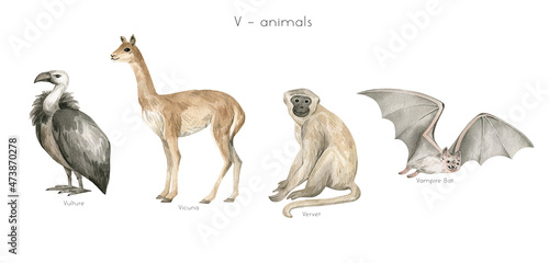 Watercolor wild animals letter V. Vulture, vicuna, vervet, vampire bat. Zoo alphabet. Wildlife animals. Educational cards with animals.  photo