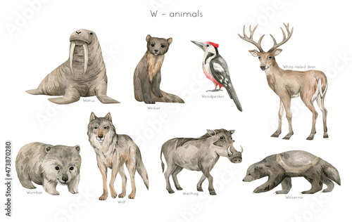 Watercolor wild animals letter W. Walrus, weasel, woodpecker, white-tail deer, wombat, wolf, warthog, wolverine. Zoo alphabet. Wildlife animals. Educational cards with animals. © Kate K.