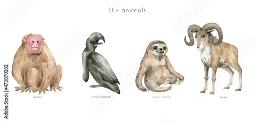 Watercolor wild animals letter U. Uakari, umbrellabird, unau, sloth, urial. Zoo alphabet. Wildlife animals. Educational cards with animals.  photo