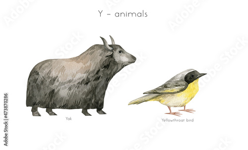 Watercolor animals letter Y. Yak, yellowthroat bird. Wildlife animals.  photo