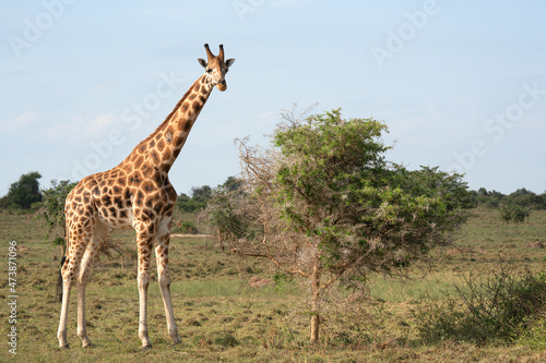 Baringo Giraffe  Giraffa camelopardalis