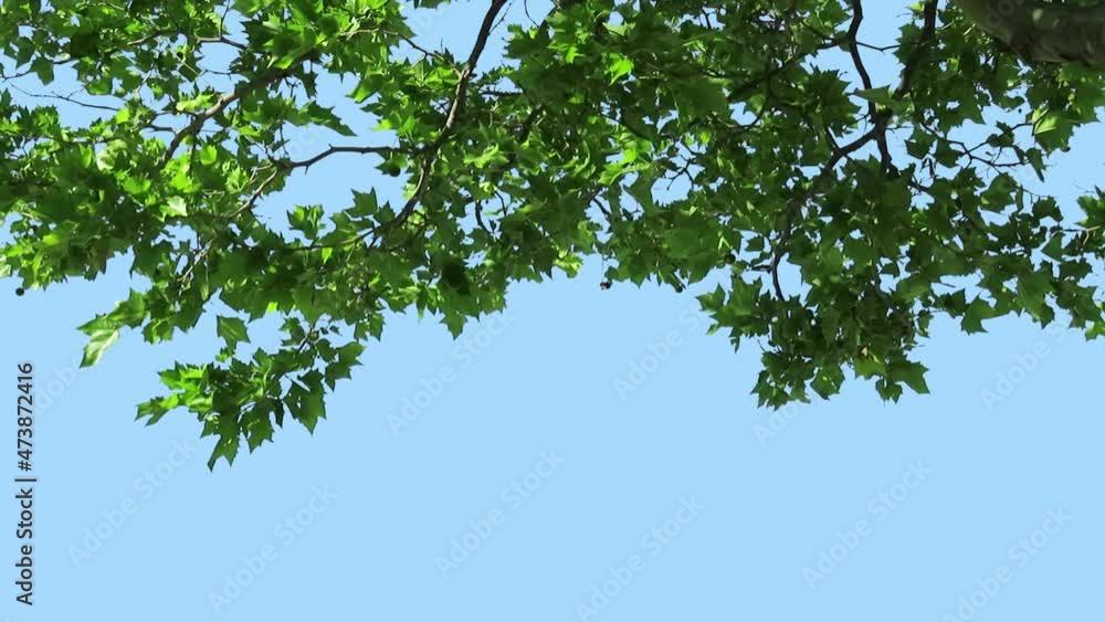 Foreground foliage plate. Planetree (Sycamore), mid-summer, medium breeze. Defocus/blur, darken and desaturate as needed. Works well scaled up to 4K. Includes luma matte. Foreground foliage plate. Planetree (Sycamore), mid-summer, medium breeze. Defocus/blur, darken and desaturate as needed. Works well scaled up to 4K. Includes luma matte.