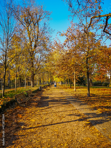 Long path at city promenade with wooden benches and trees around and fallen leaves