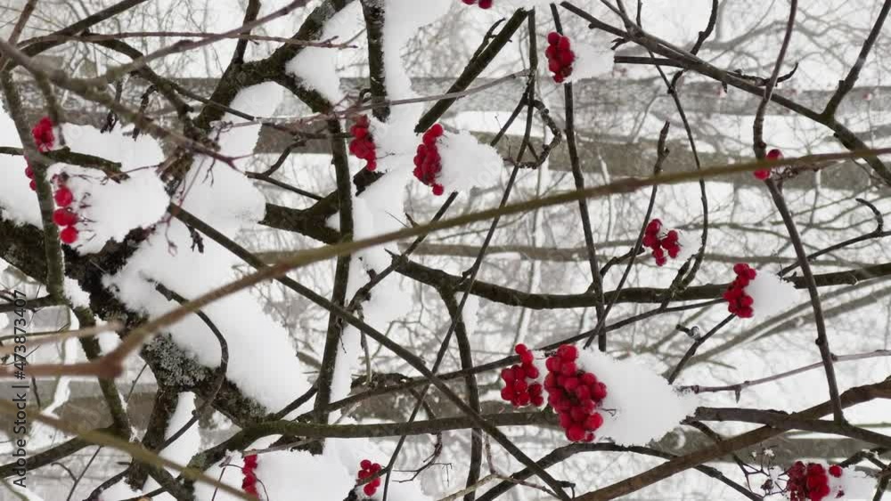 The red rowan berries under the snow, Heavy snowfall in a wild park, large flakes of snow are slowly falling, snow lies on the still unmatched leaves of trees, snow storm, blizzard, nobody The red rowan berries under the snow, Heavy snowfall in a wild park, large flakes of snow are slowly falling, snow lies on the still unmatched leaves of trees, snow storm, blizzard, nobody