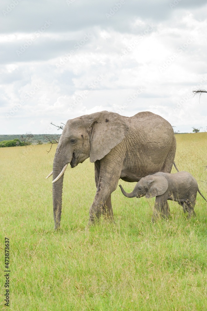 Elephants in Kenya 