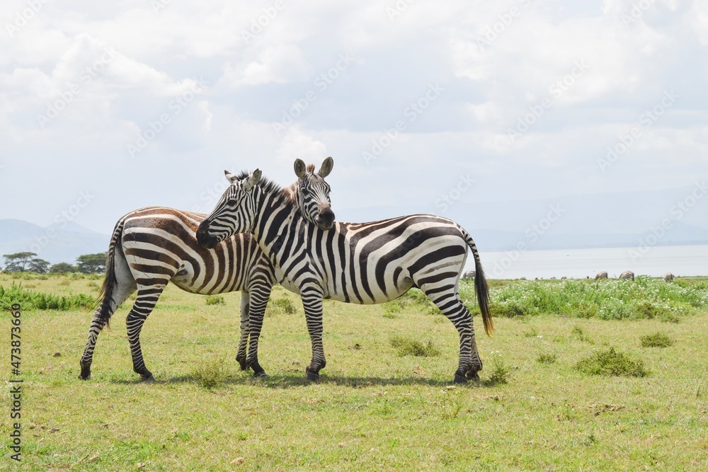 Fototapeta premium Zebras in Kenya 