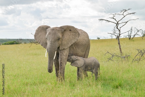 Elephants in Kenya 