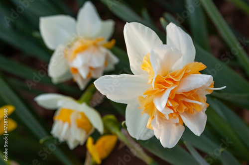 daffodils blooming © fgsmiles