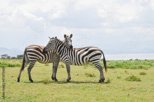 Zebras in Kenya 