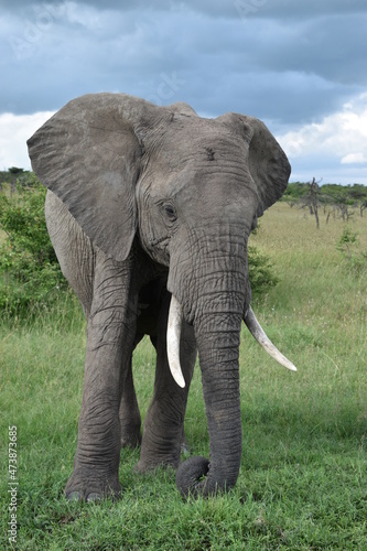 Elephants in Kenya 