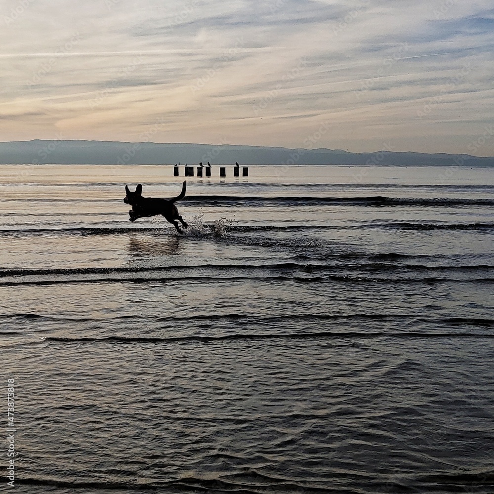 Dogs on the beach