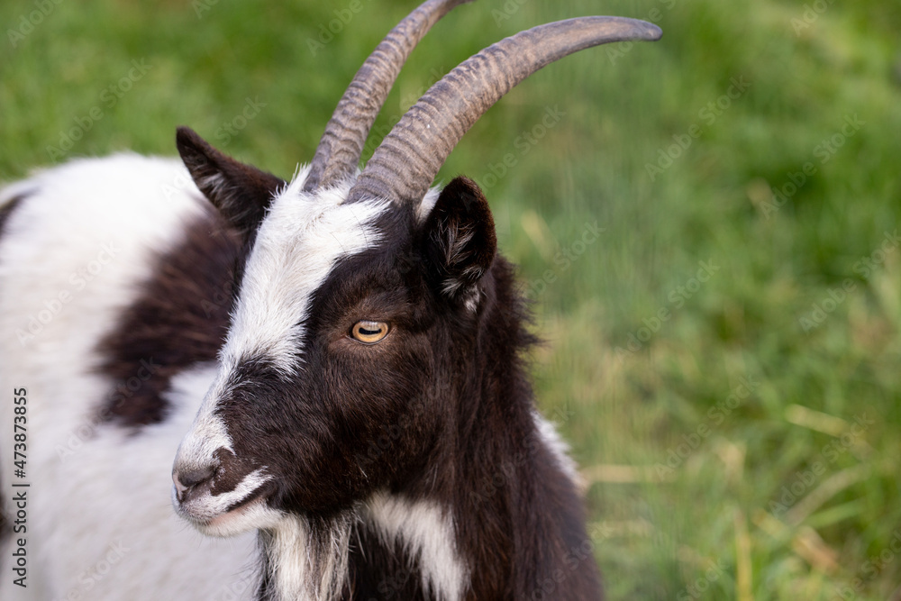 The domestic goat or simply goat is a domesticated species of goat-antelope kept as livestock. Is a member of the animal family Bovidae and the subfamily Caprinae, it is closely related to the sheep. The domestic goat or simply goat is a domesticated species of goat-antelope kept as livestock. Is a member of the animal family Bovidae and the subfamily Caprinae, it is closely related to the sheep.
