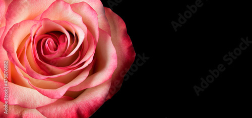 Rose flower-1