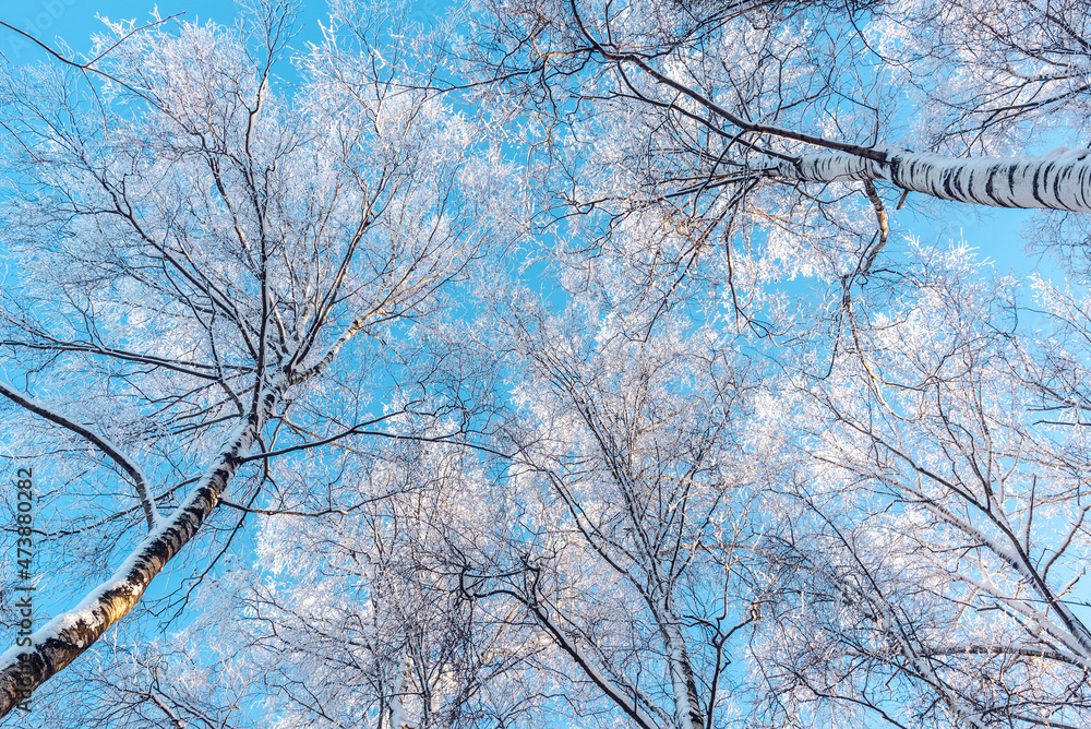 Under birch trees covered with snow on blue sky background on sunny winter day Under birch trees covered with snow on blue sky background on sunny winter day