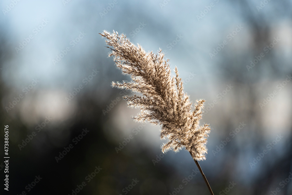 backlit view of the Cortaderia selloana plant, also called Pampas grass backlit view of the Cortaderia selloana plant, also called Pampas grass