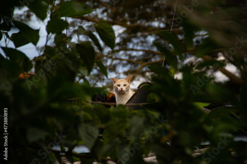 Fototapeta Naklejka Na Ścianę i Meble -  Um gato no telhado de uma casa, visto entre as folhas de uma árvore.