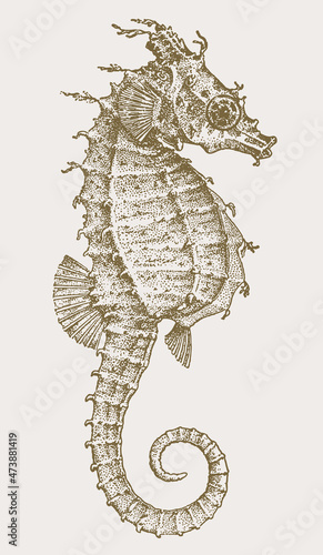 Female dwarf seahorse hippocampus zosterae in profile view