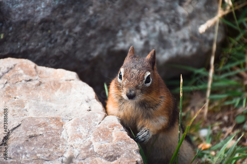 Cute little chipmunk looking out from behind a rock © Julia