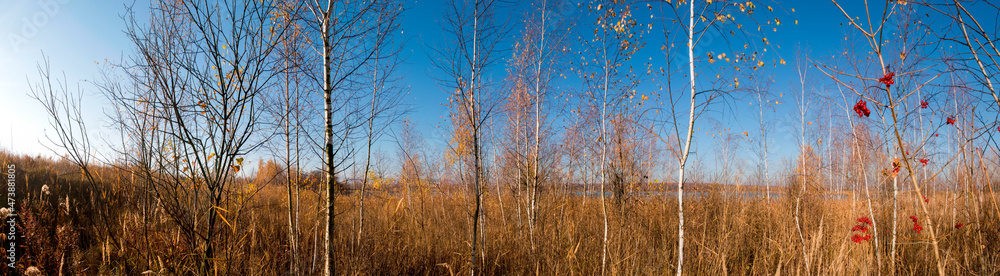 Panorama of autumn tree on a large lawn. Panorama of autumn tree on a large lawn.