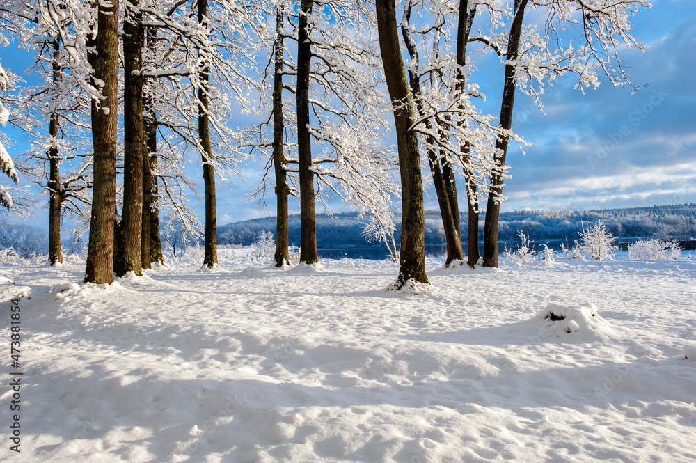 Obraz premium Forest under snow cover, sun and shadows, blue sky.