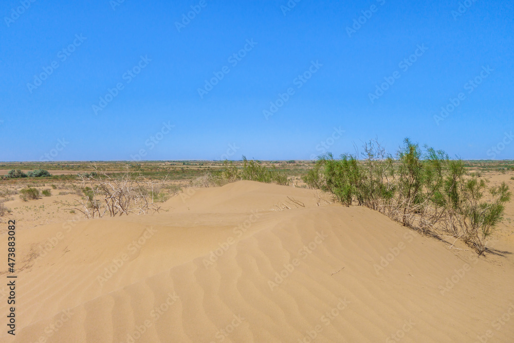 View of desert sands and saxaul bushes in the spring, when the plants are still green. Shot in the Kyzylkum desert, Uzbekistan