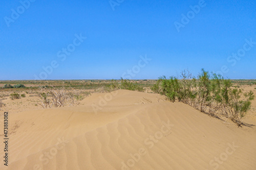 View of desert sands and saxaul bushes in the spring, when the plants are still green. Shot in the Kyzylkum desert, Uzbekistan