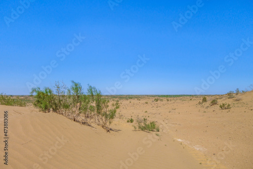 Saxaul bushes in the spring in the middle of the desert sands. Shot in the Kyzyl Kum desert, Uzbekistan