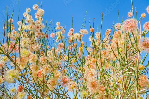Blooming Saxaul flowers against the blue sky. Classification name is Haloxylon Persicum photo
