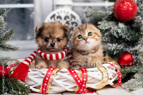  puppy and kitens Christmas, Christmas pet animal